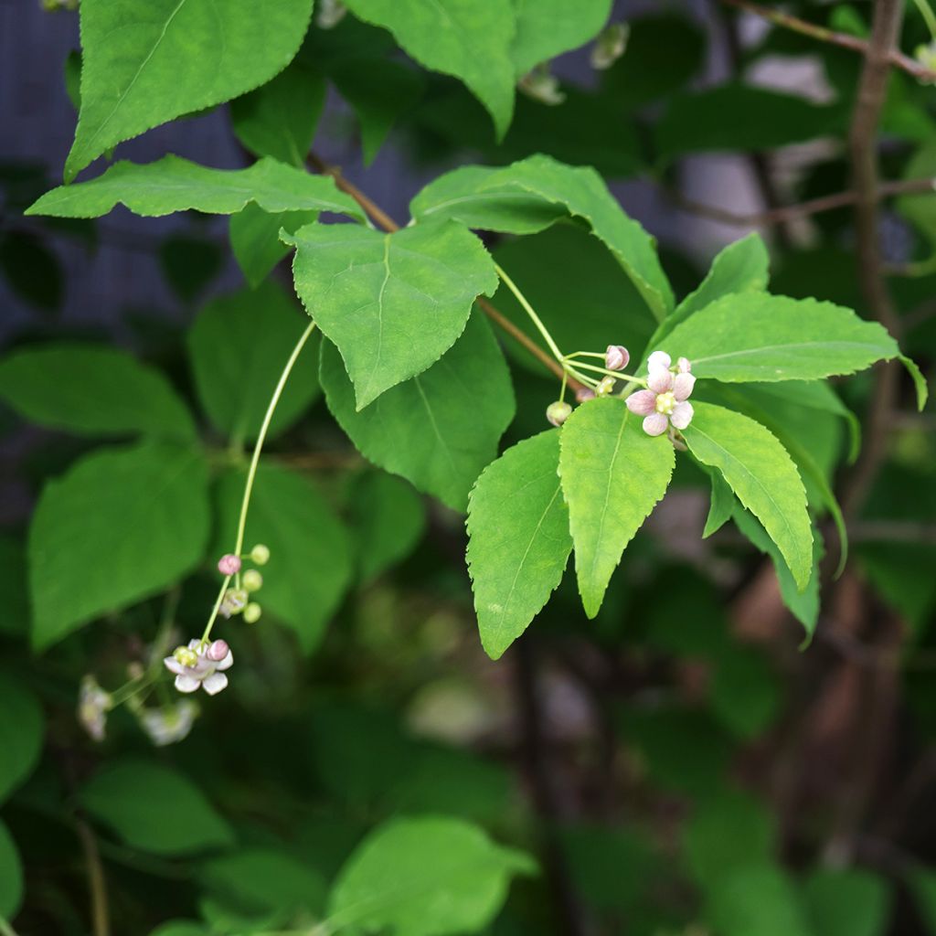 Euonymus oxyphyllus - Fusain de Corée