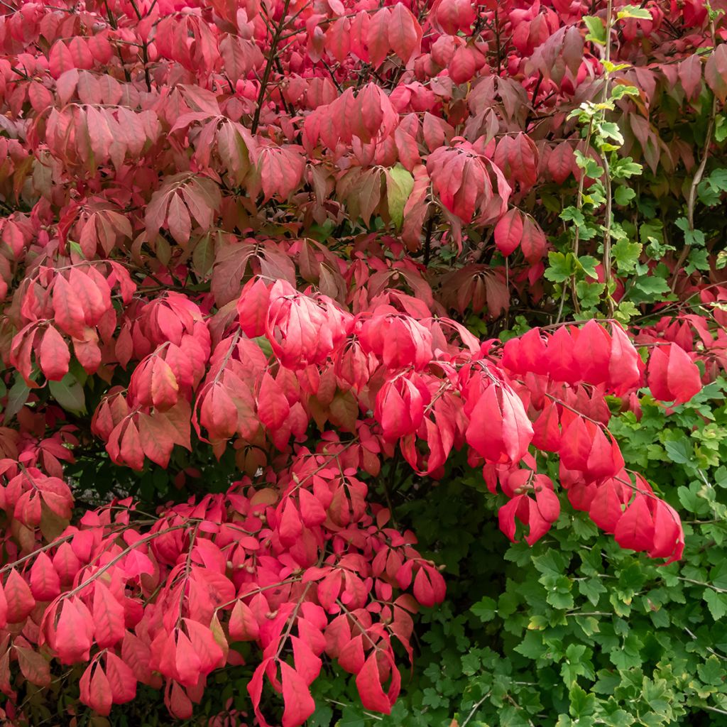 Euonymus alatus Blade Runner - Fusain ailé nain