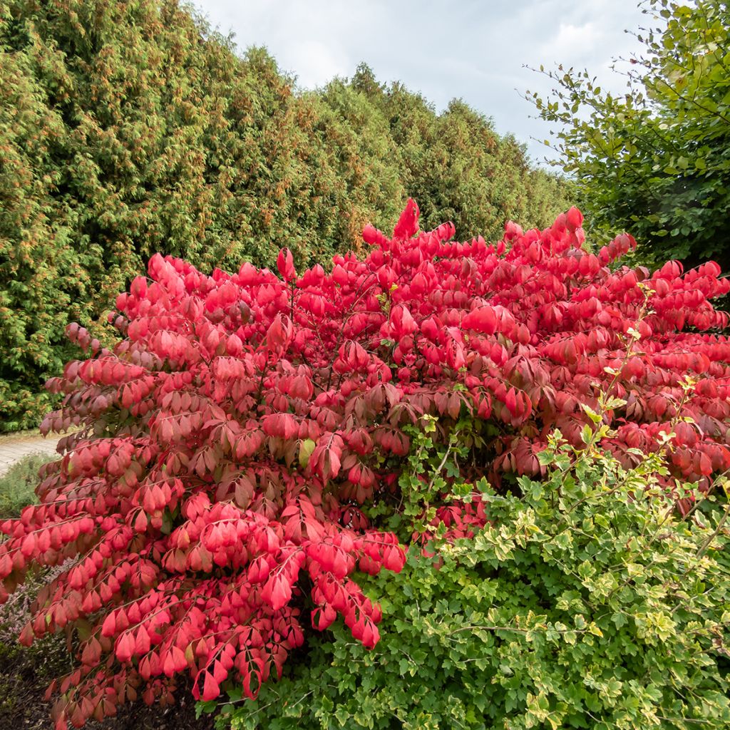 Euonymus alatus Blade Runner - Fusain ailé nain