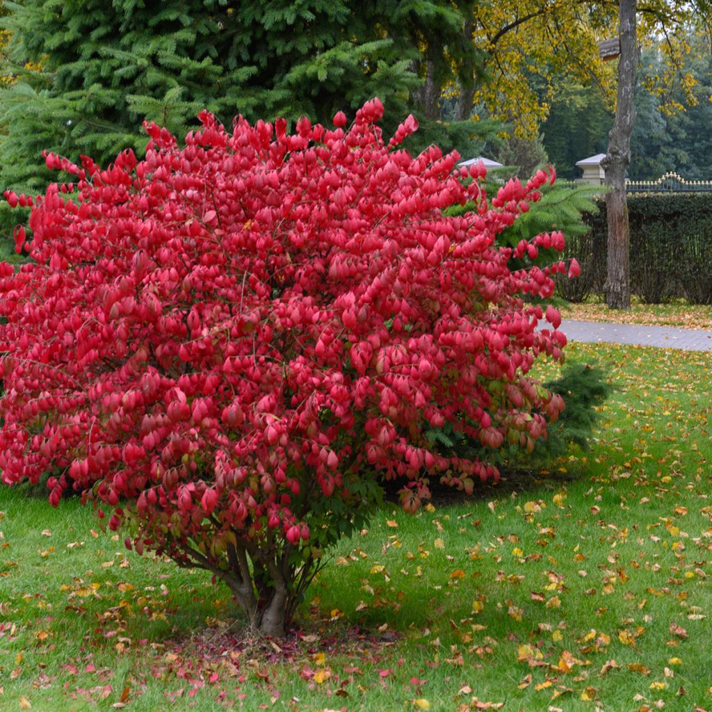 Euonymus alatus Fire Ball - Fusain ailé nain