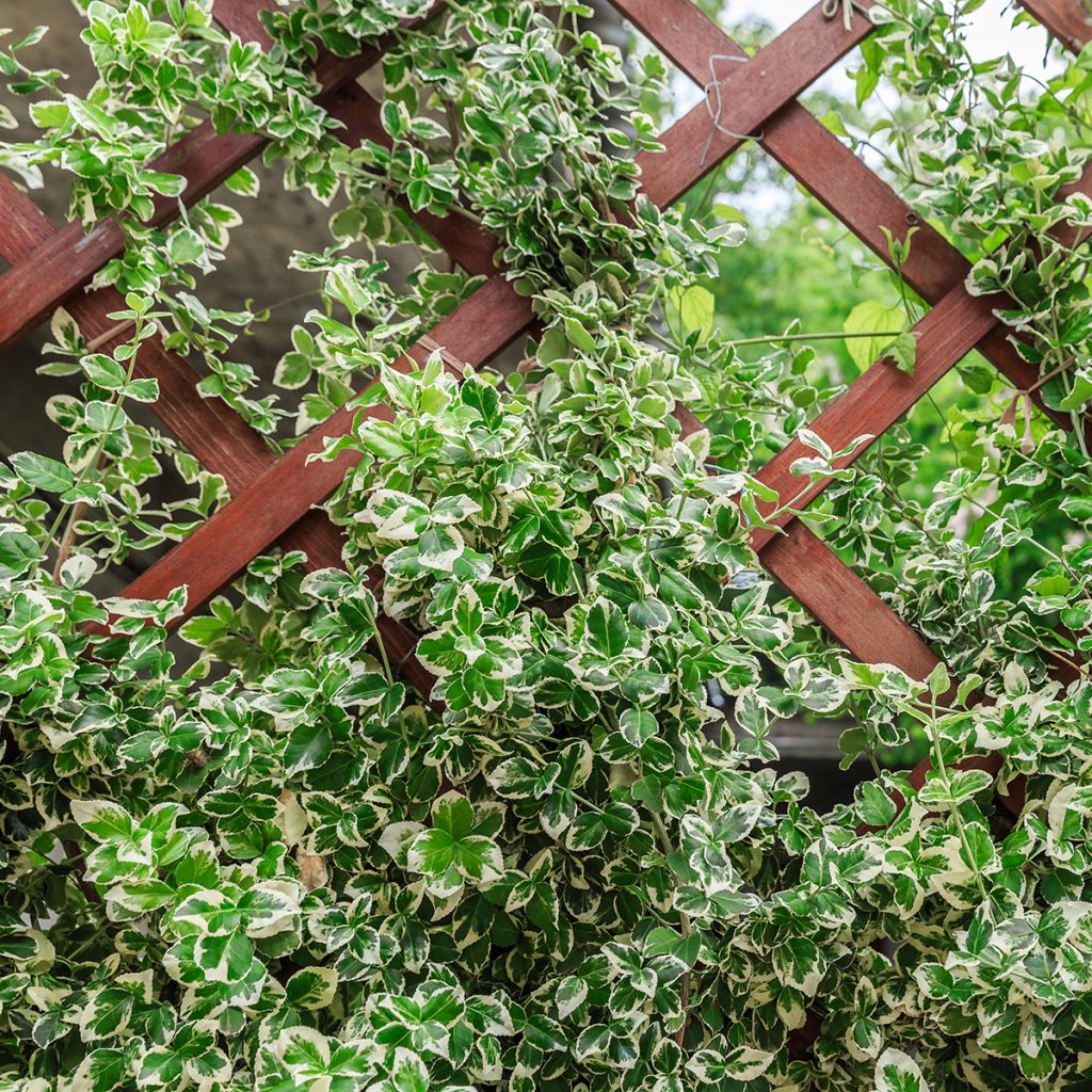 Euonymus fortunei Silver Carpet - Fusain persistant