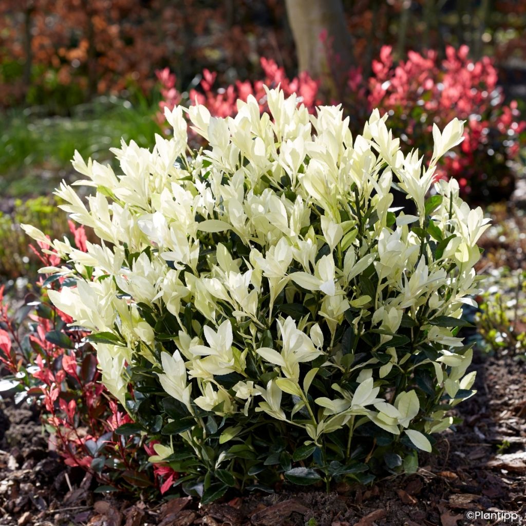 Euonymus japonicus Himalaya - Fusain du Japon