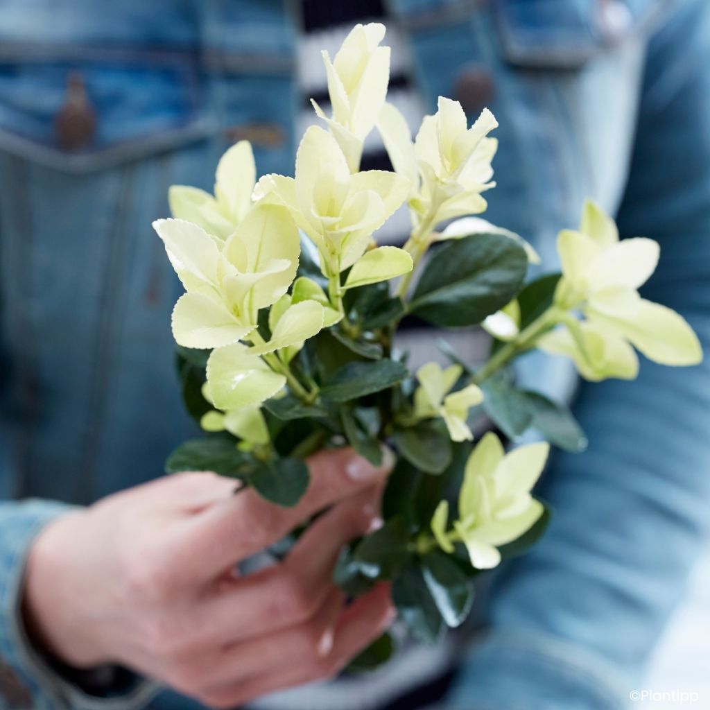 Euonymus japonicus Himalaya - Fusain du Japon