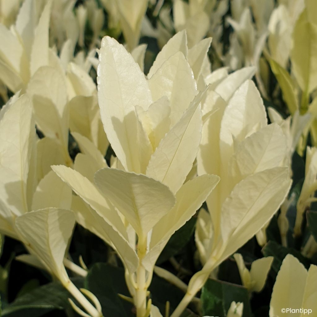 Euonymus japonicus Himalaya - Fusain du Japon