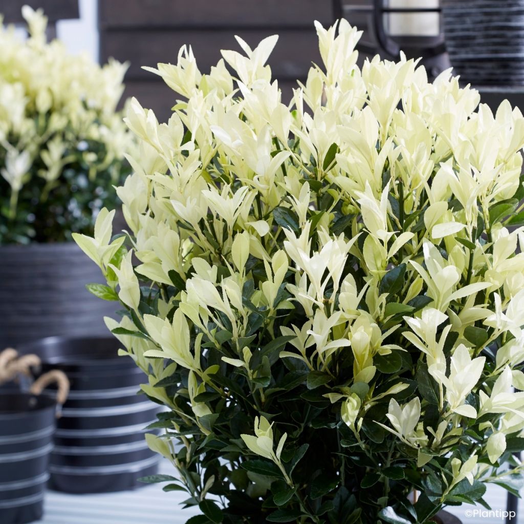 Euonymus japonicus Himalaya - Fusain du Japon