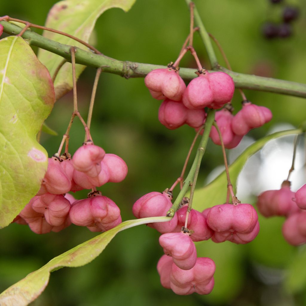 Euonymus latifolius - Fusain à feuilles larges