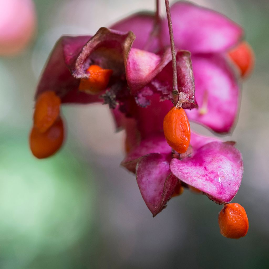 Euonymus latifolius - Fusain à feuilles larges