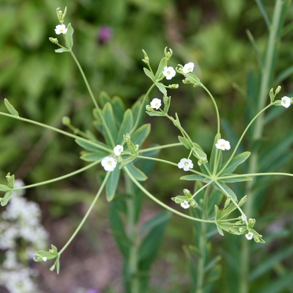 Euphorbe - Euphorbia corollata