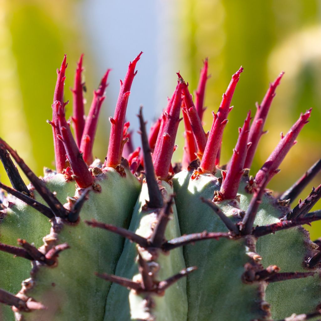 Euphorbia horrida Alba - Euphorbe