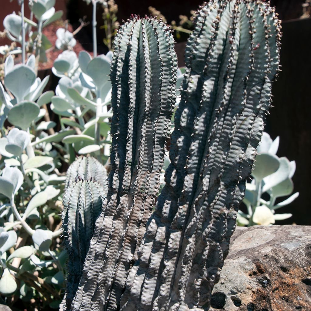 Euphorbia horrida Alba - Euphorbe