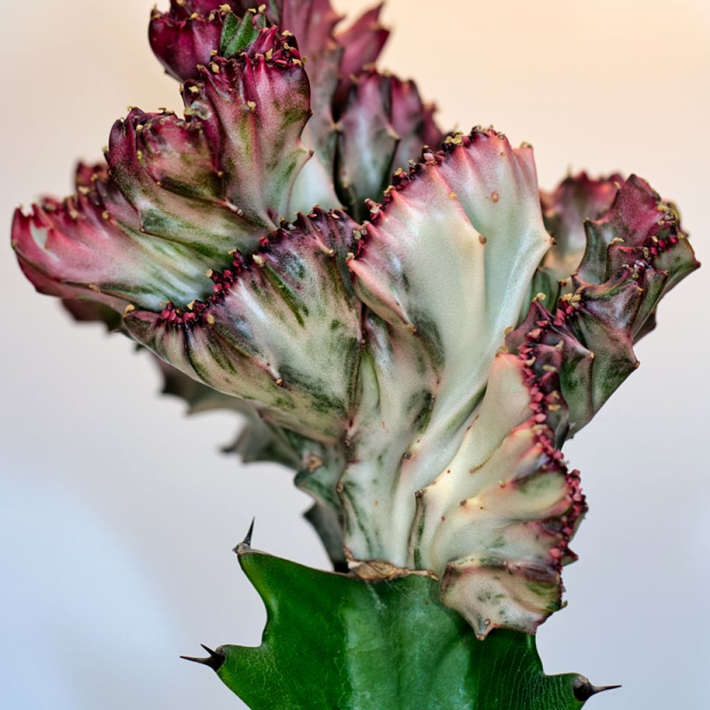 Euphorbia lactea Cristata - Euphorbe lactée