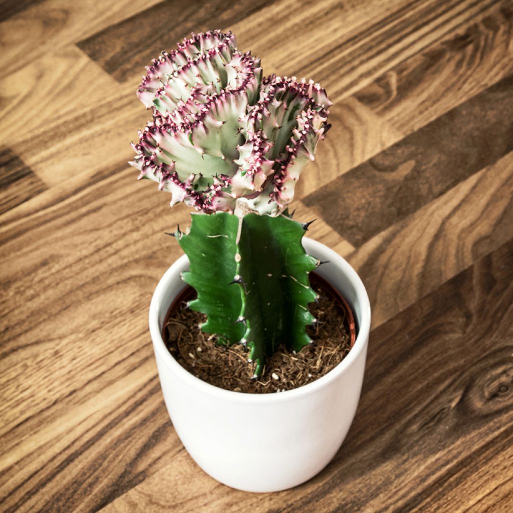 Euphorbia lactea Cristata