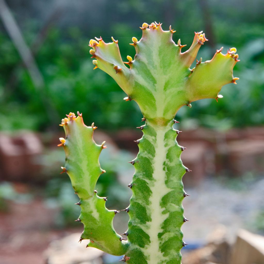 Euphorbia lactea - Euphorbe lactée