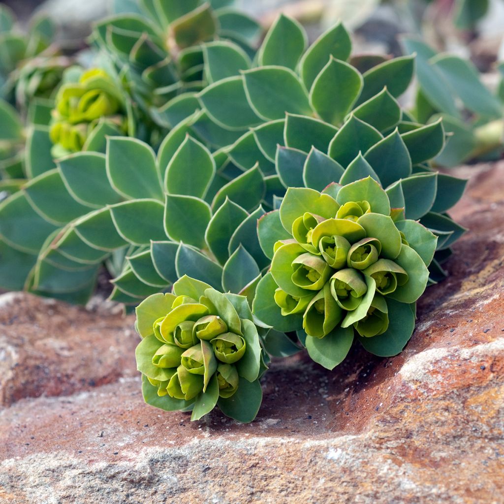 Euphorbia myrsinites - Euphorbe de Corse