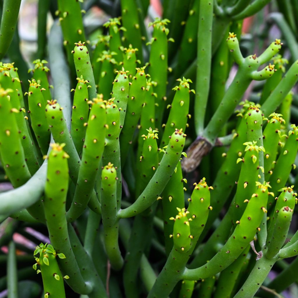Euphorbia tirucalli - Plante crayon