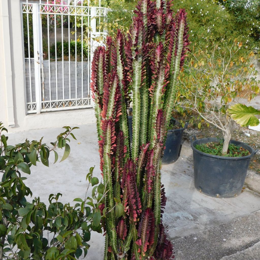 Euphorbia trigona f. rubra