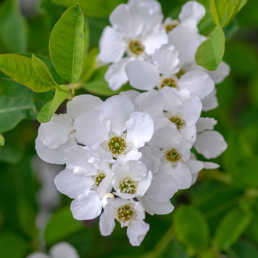 Exochorda racemosa Snow Mountain - Arbuste aux perles
