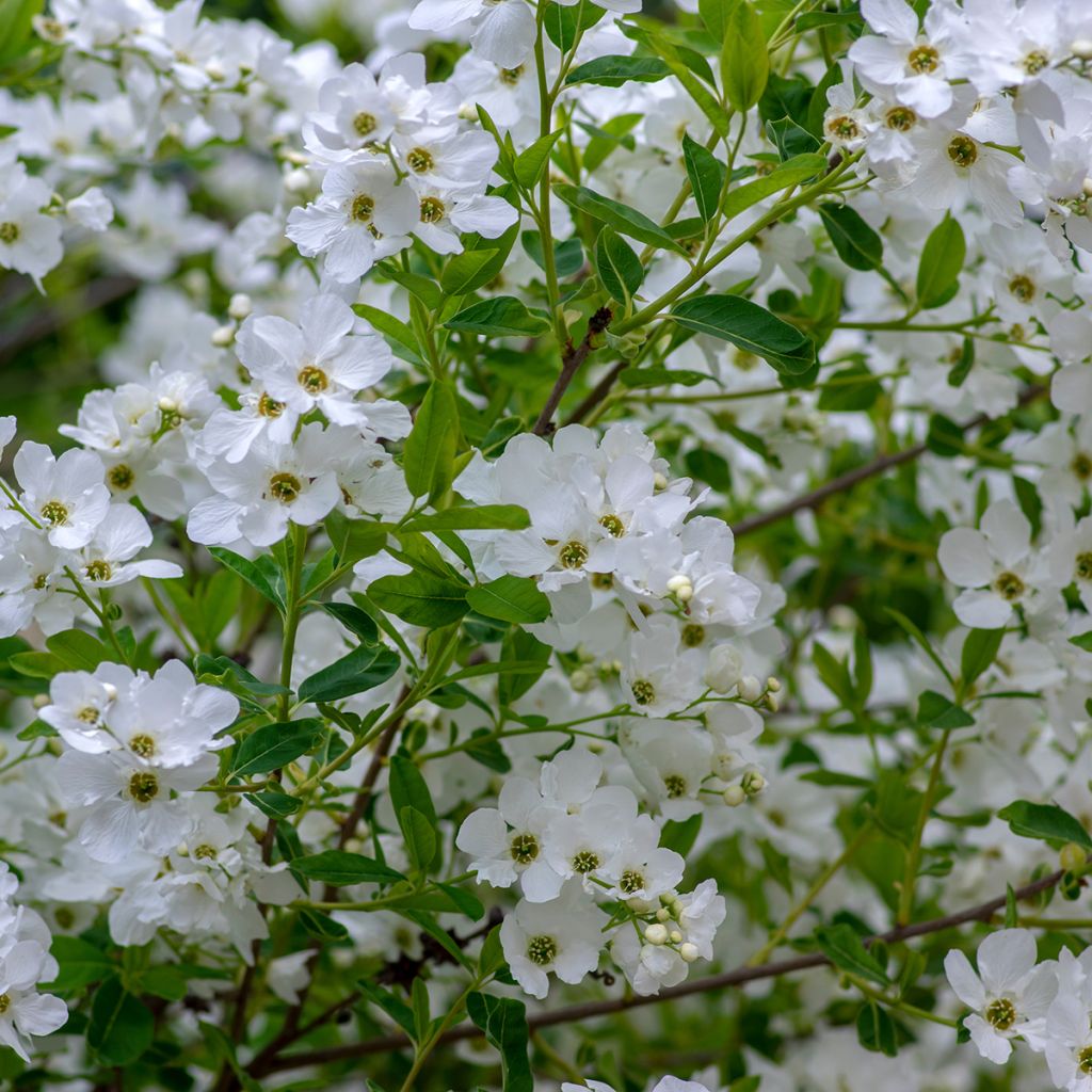Exochorda racemosa Snow Mountain - Arbuste aux perles