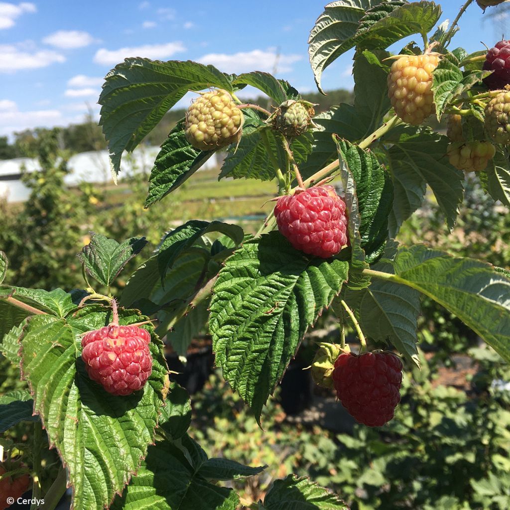 Framboeseiro Primeberry Autumn Fleshy - Rubus idaeus