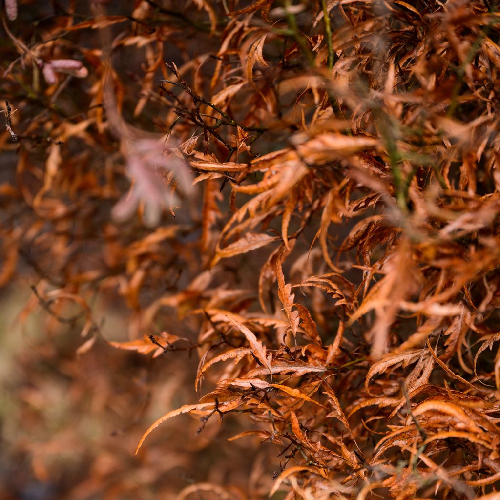 Fagus sylvatica Mercedes - Hêtre nain