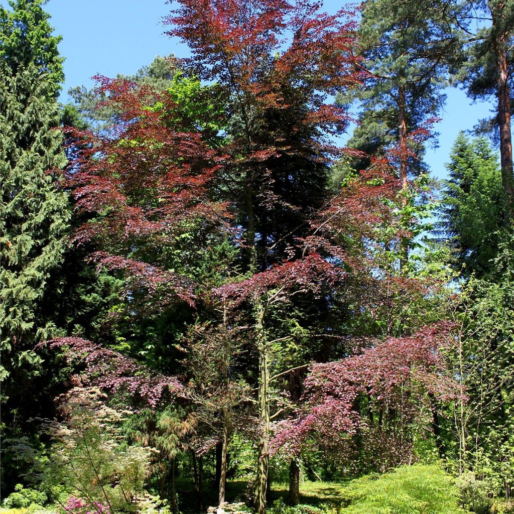 Hêtre pourpre panaché - Fagus sylvatica Purpurea Tricolor