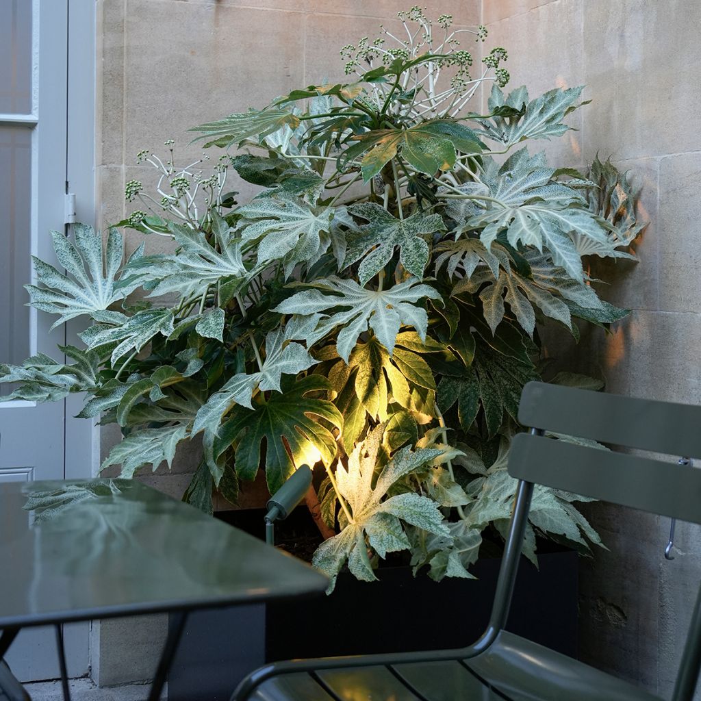 Fatsia japonica Spider's Web - Faux-aralia panaché