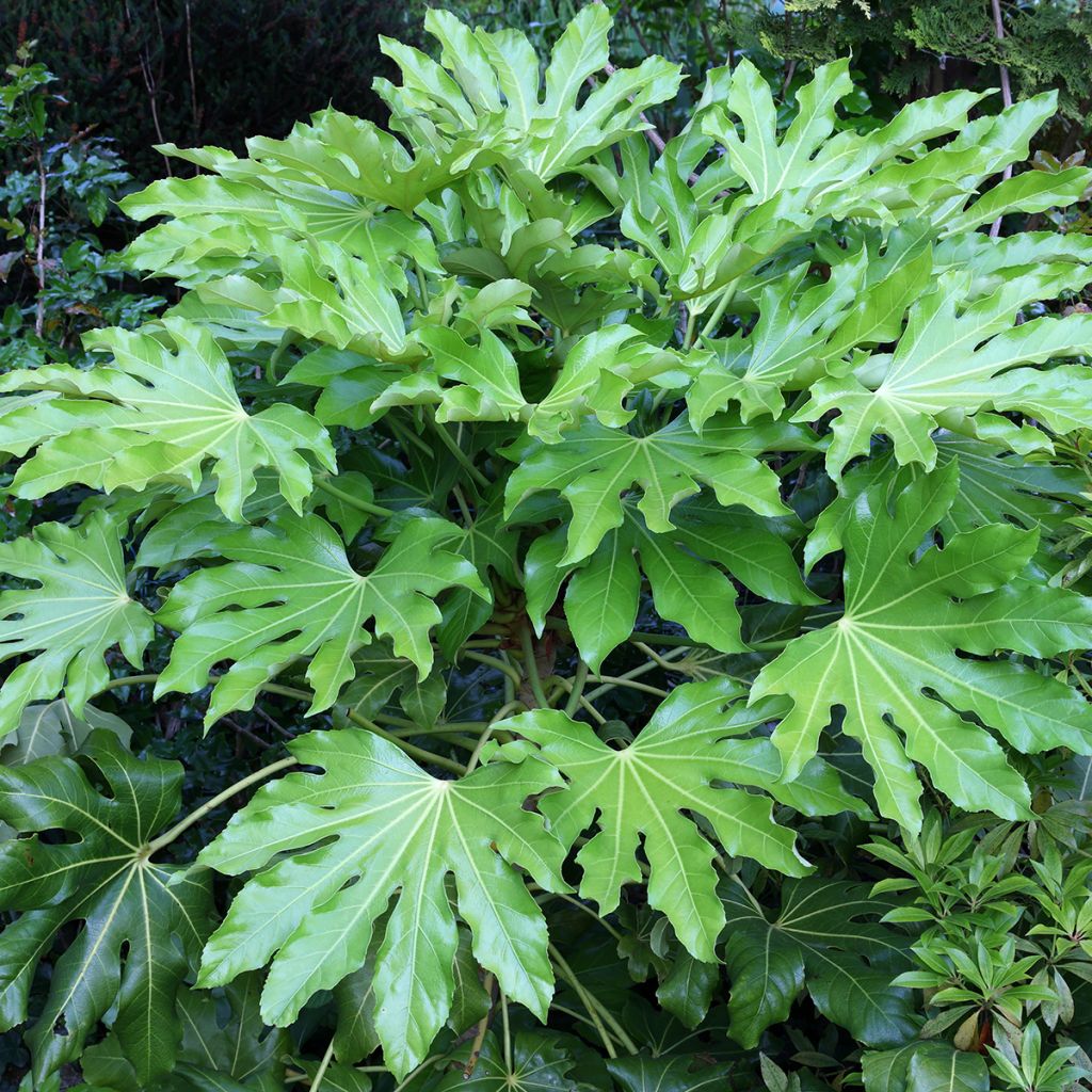 Faux-aralia - Fatsia japonica