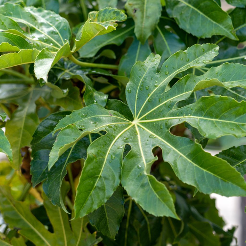 Fatsia japonica