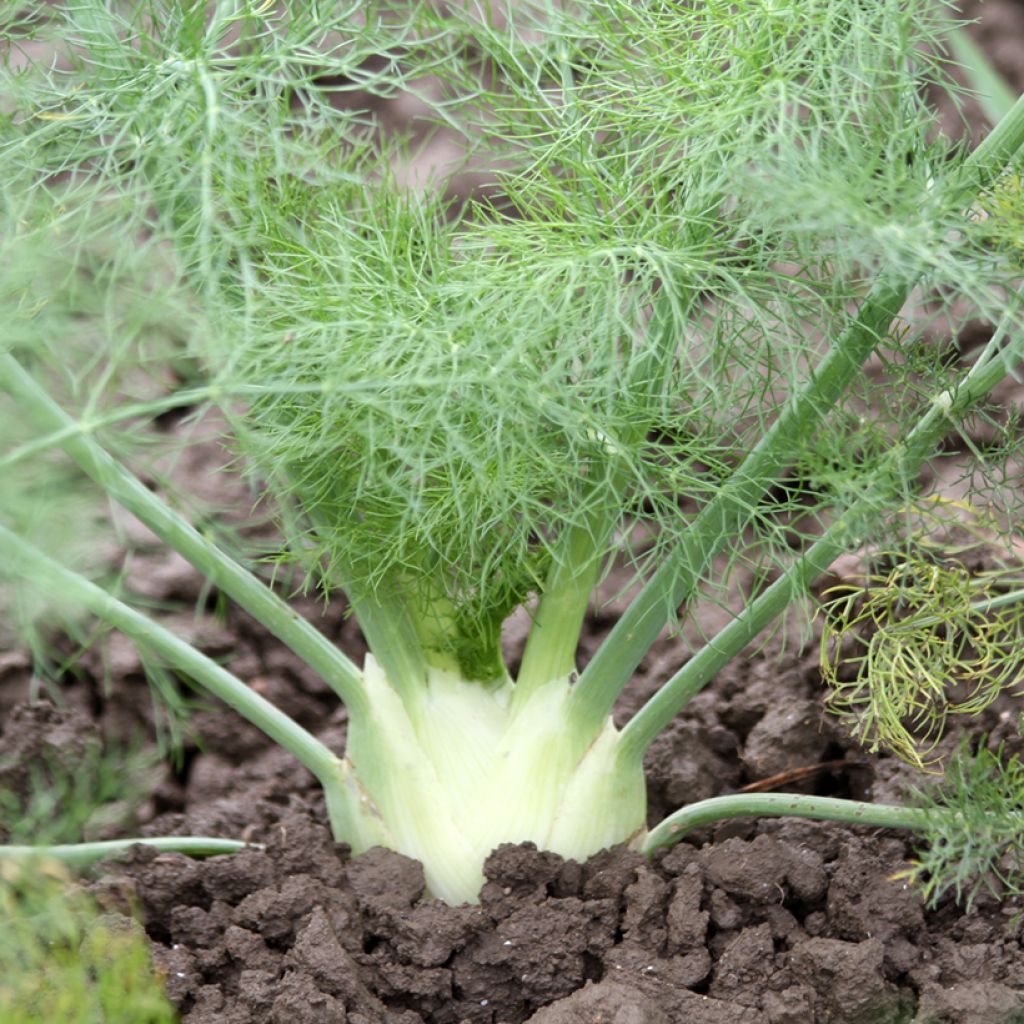 Fenouil Tauro F1 en plants - Foeniculum dulce - Fenouil bulbeux