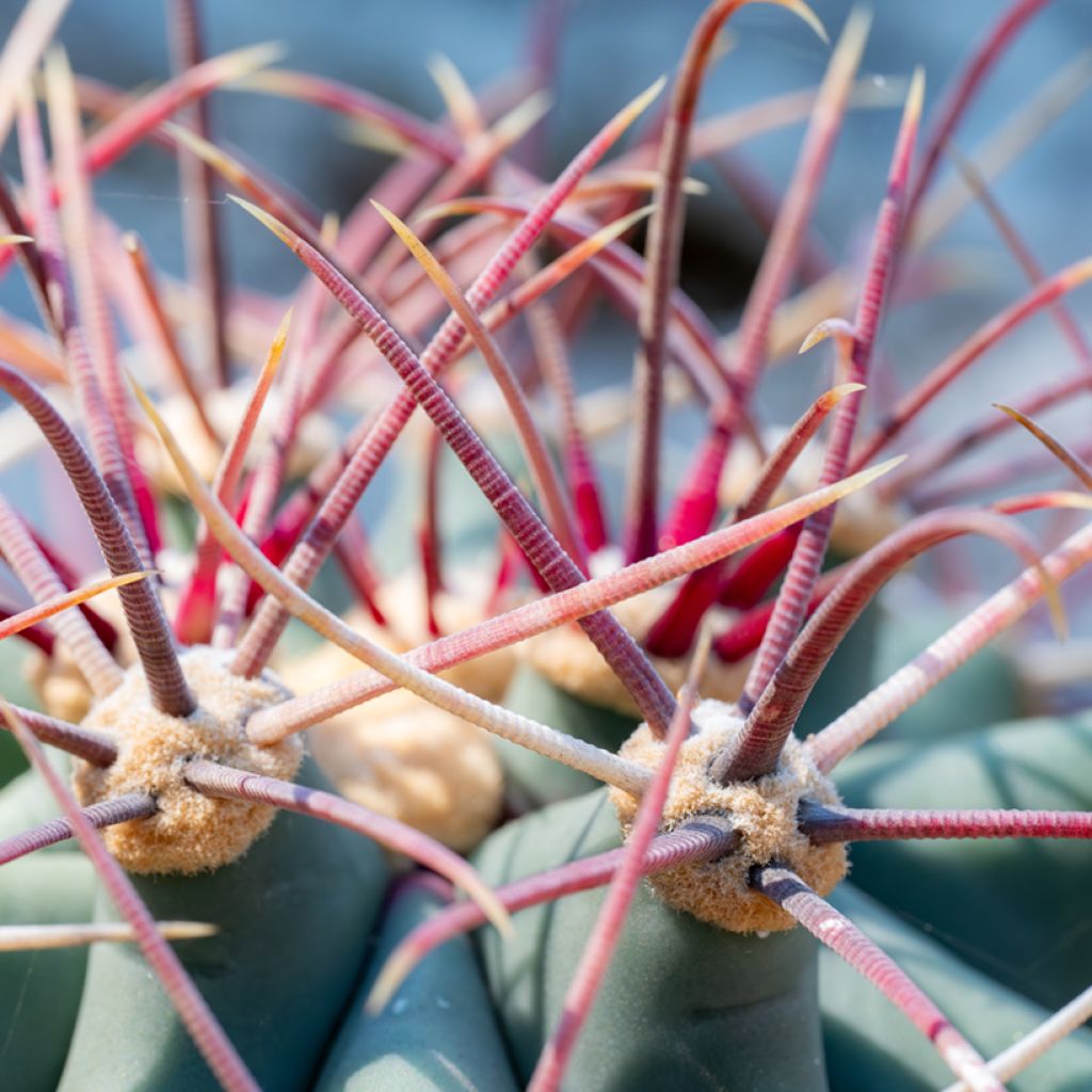Ferocactus emoryi