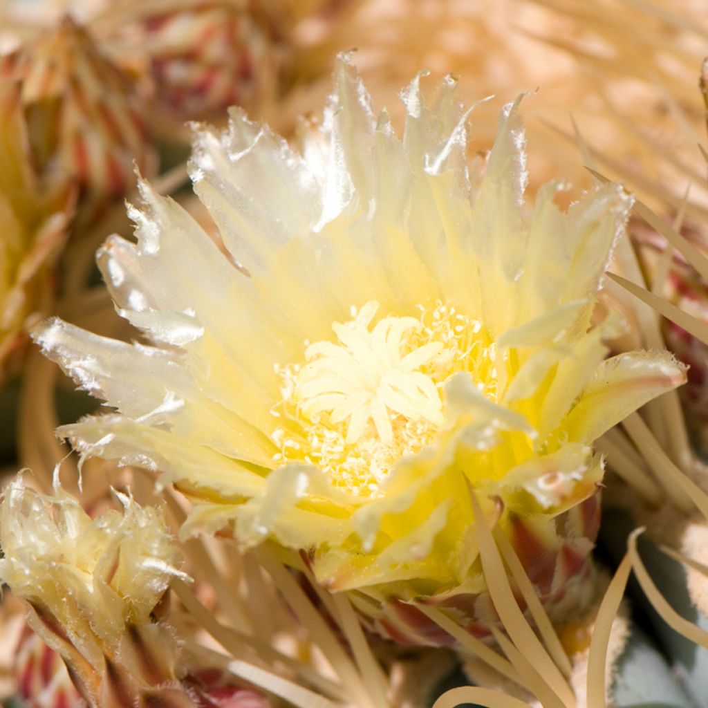 Ferocactus glaucescens