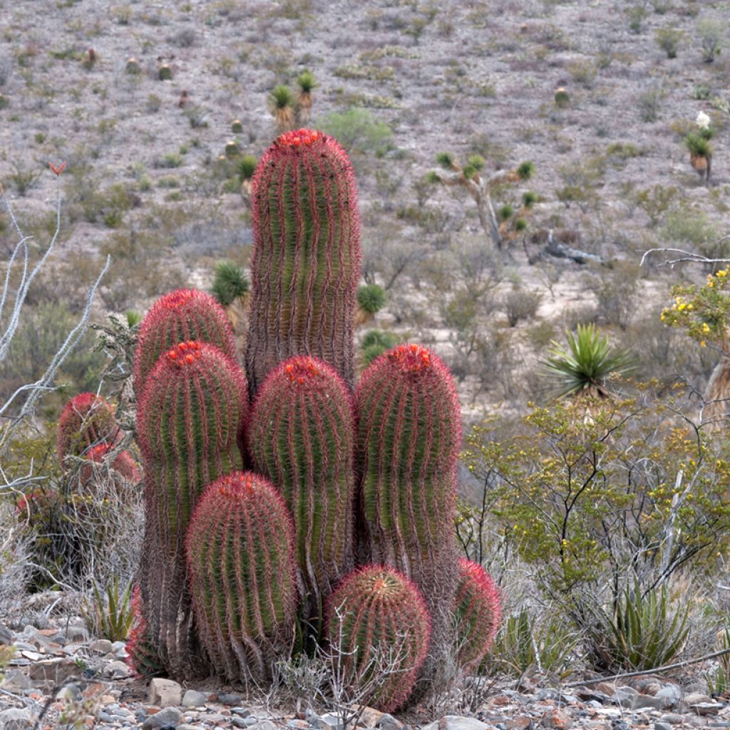 Ferocactus stainesii - Cactus 