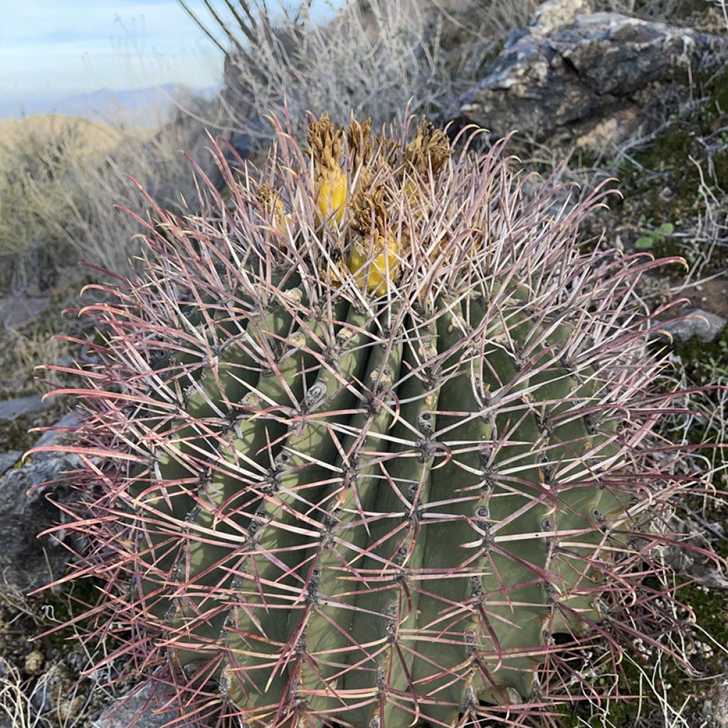 Ferocactus emoryi