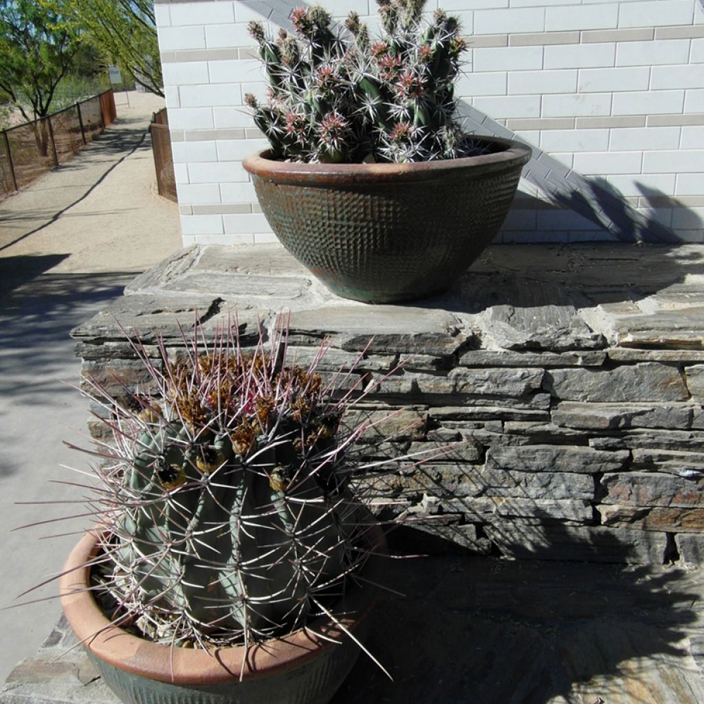 Ferocactus emoryi subsp. rectispinus