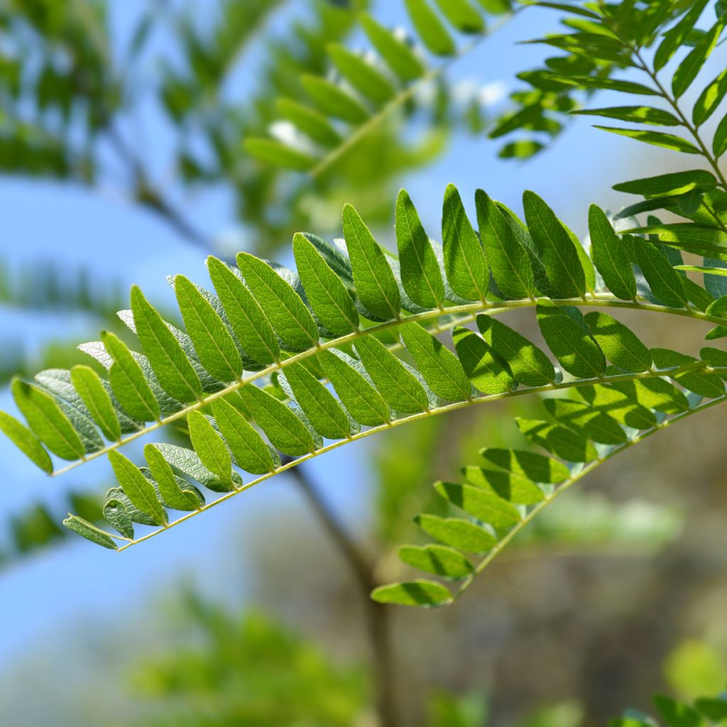 Févier d'Amérique doré - Gleditsia triacanthos Sunburst