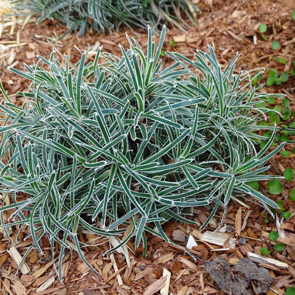 Ficinia truncata Ice Crystal