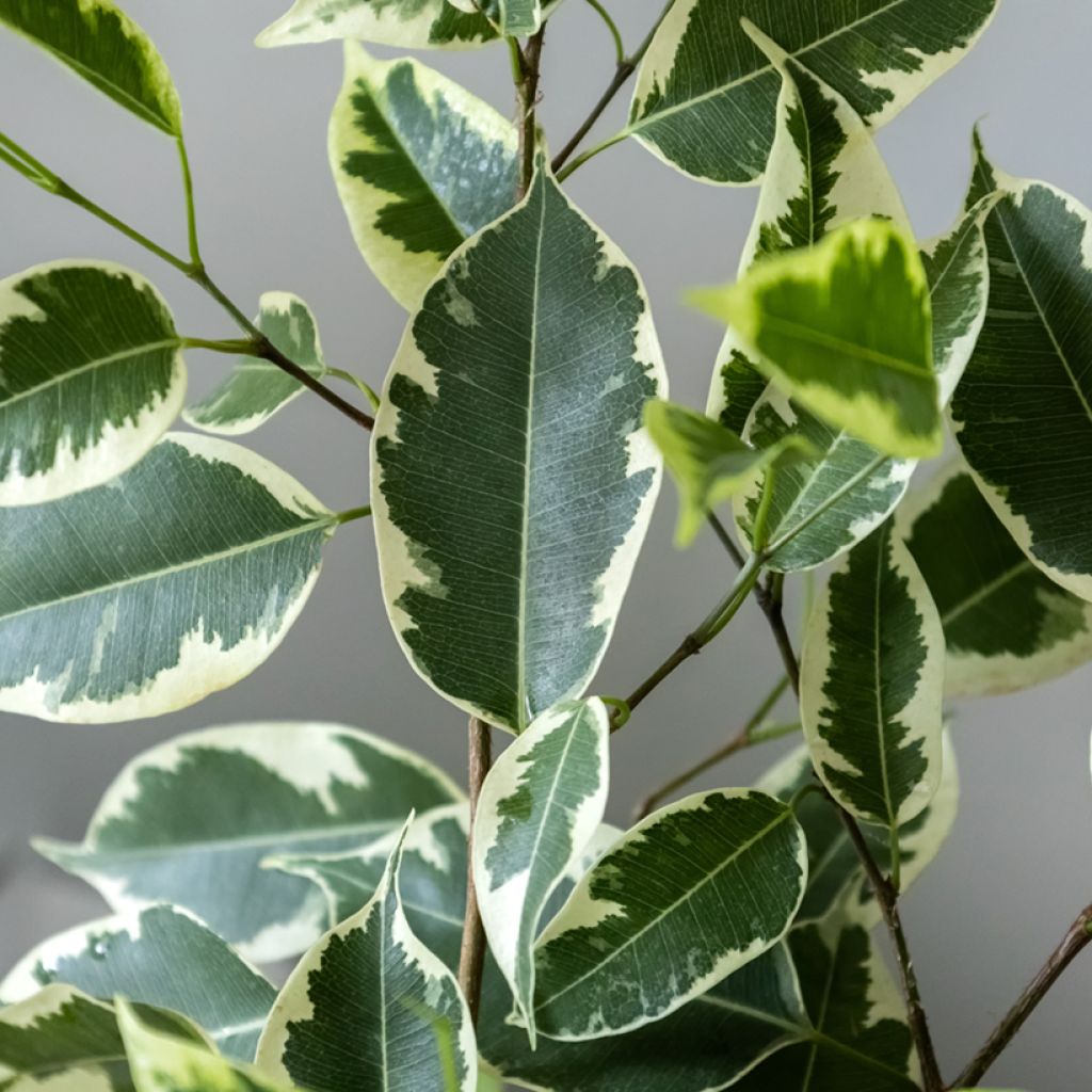 Ficus Golden King - Figuier pleureur panaché