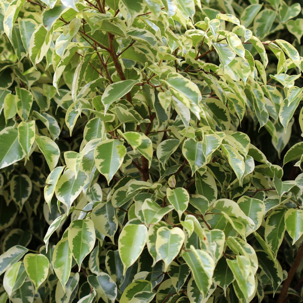 Ficus Golden King - Figuier pleureur panaché
