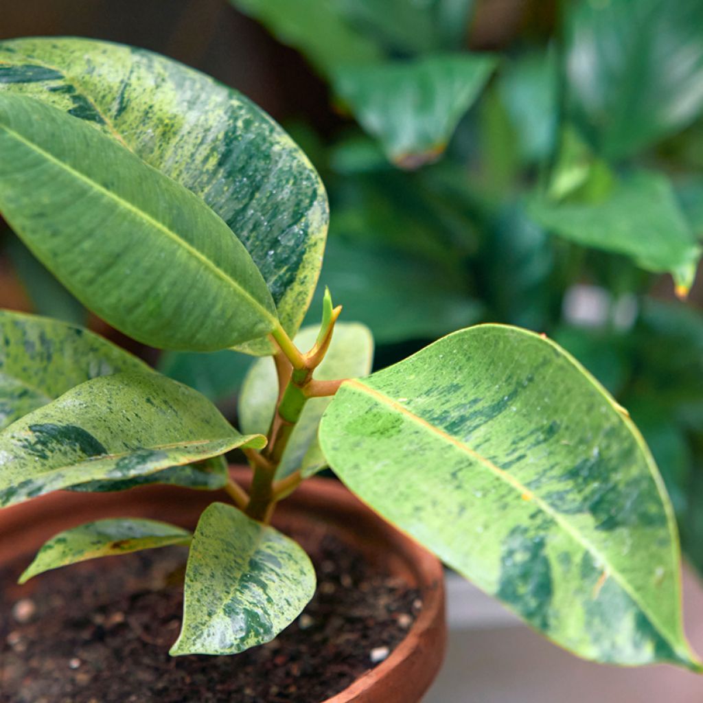 Ficus Shivereana - Caoutchouc panaché