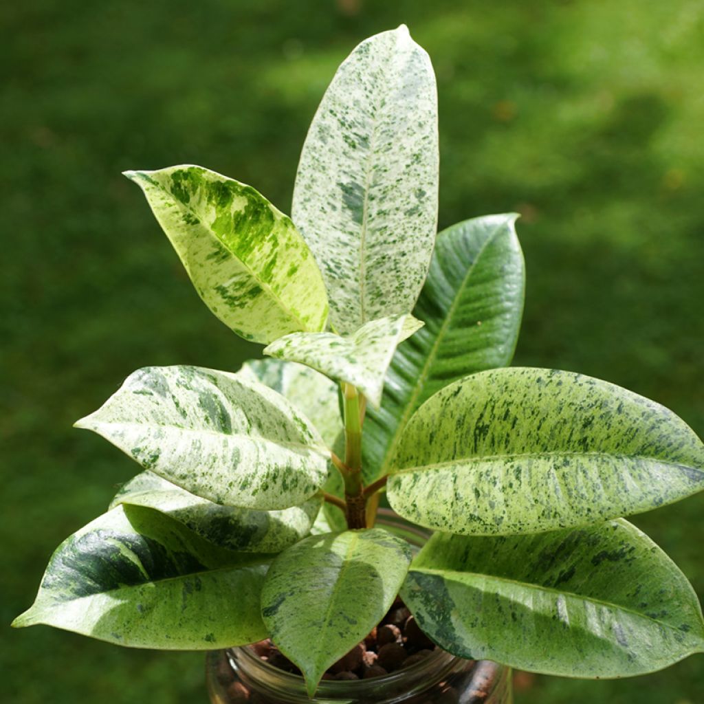 Ficus Shivereana - Caoutchouc panaché