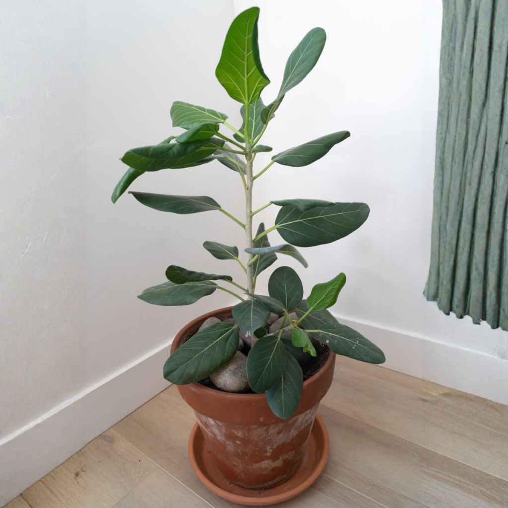 Ficus Audrey - Figuier des Banyans