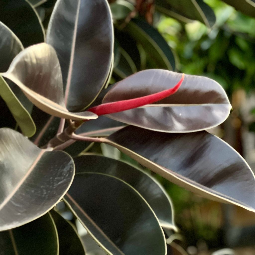Ficus Burgundy - Caoutchouc