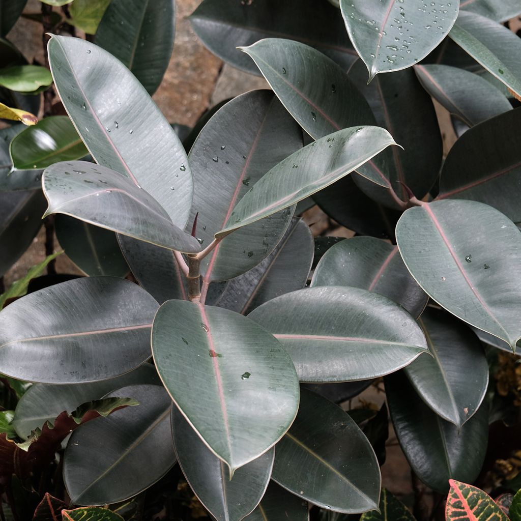 Ficus Burgundy - Caoutchouc