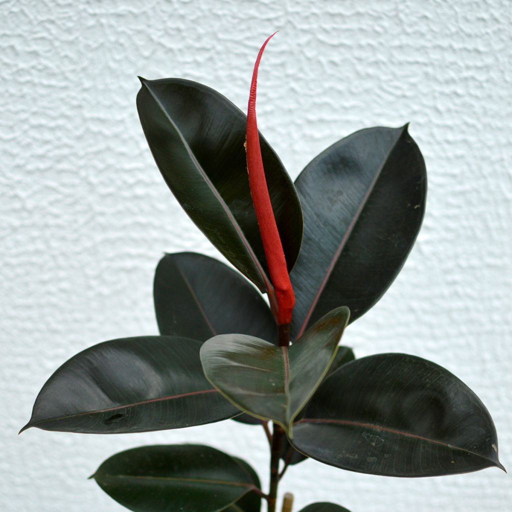 Ficus Burgundy - Caoutchouc