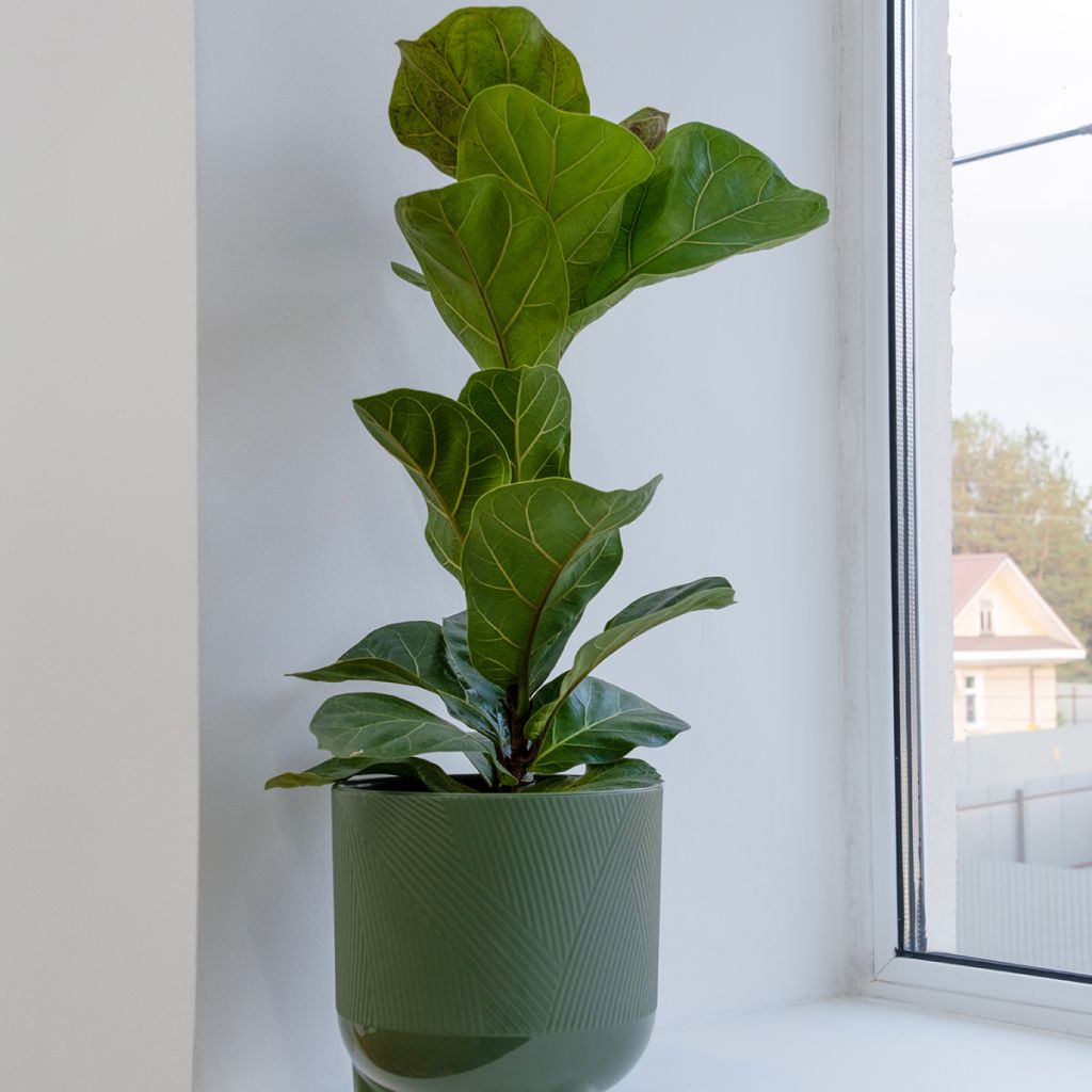 Ficus  lyrata Tibaco Bambino - Figuier lyre nain