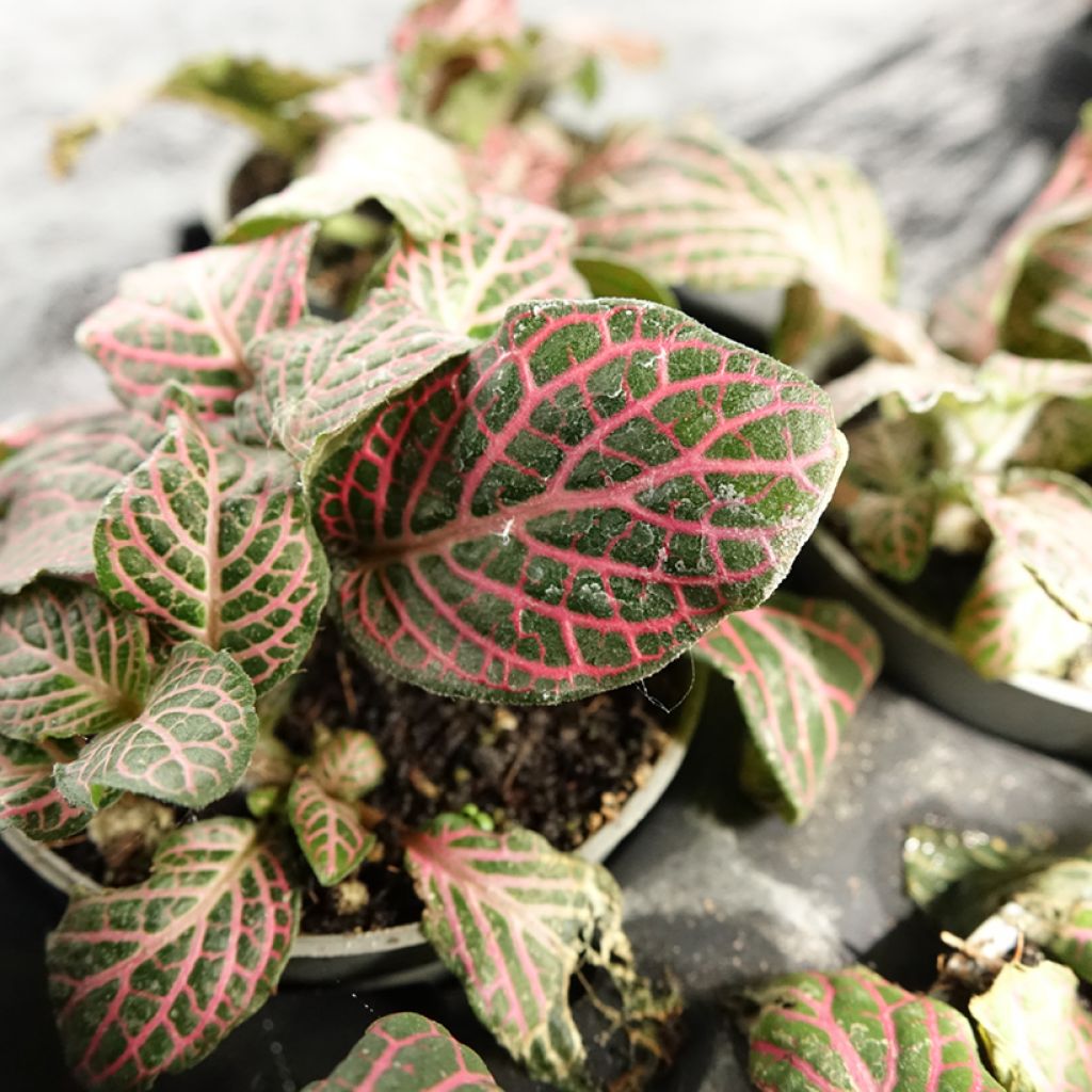 Fittonia albivenis Pink Special