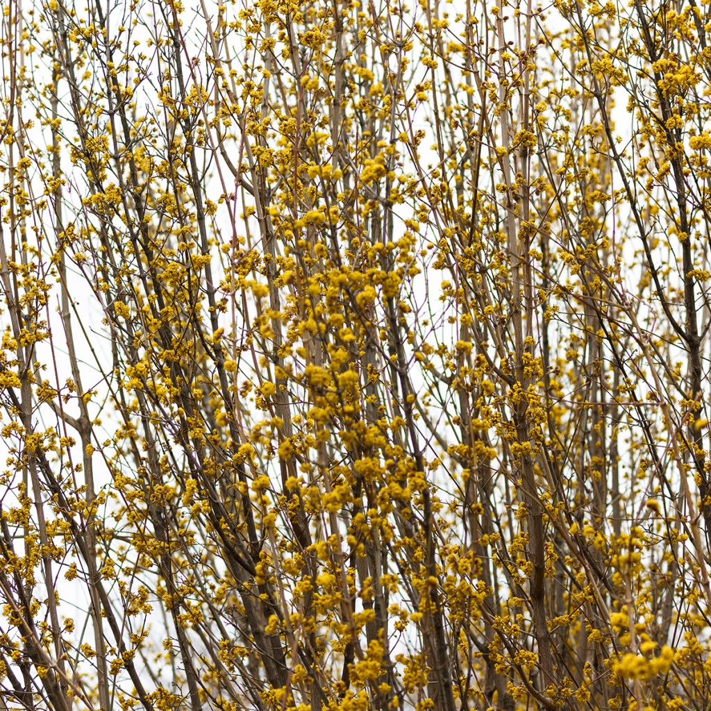 Forsythia Marée d'Or - Mimosa de Paris