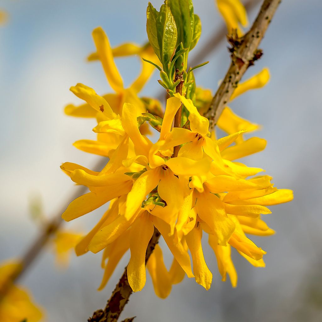 Forsythia Marée d'Or - Mimosa de Paris