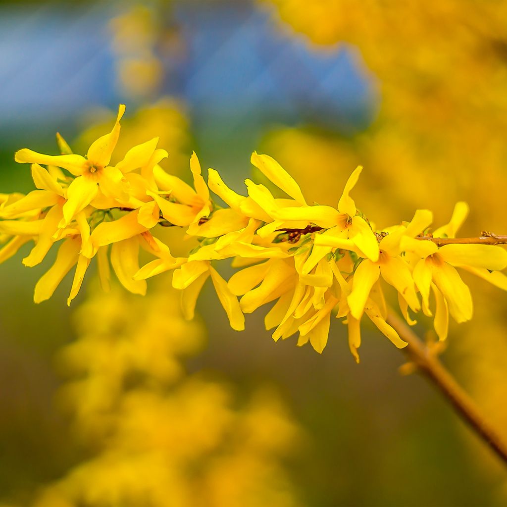Forsythia Marée d'Or - Mimosa de Paris
