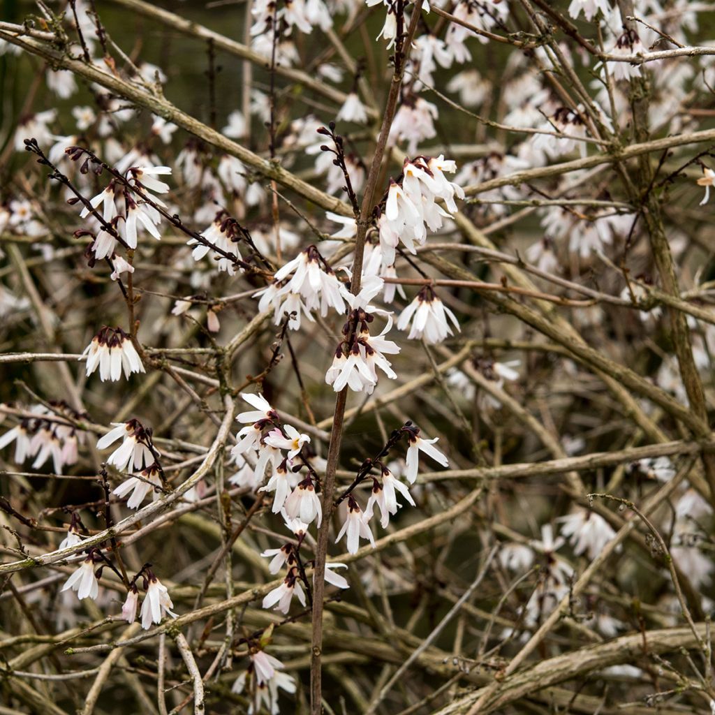 Forsythia blanc de Corée, Abeliophyllum distichum